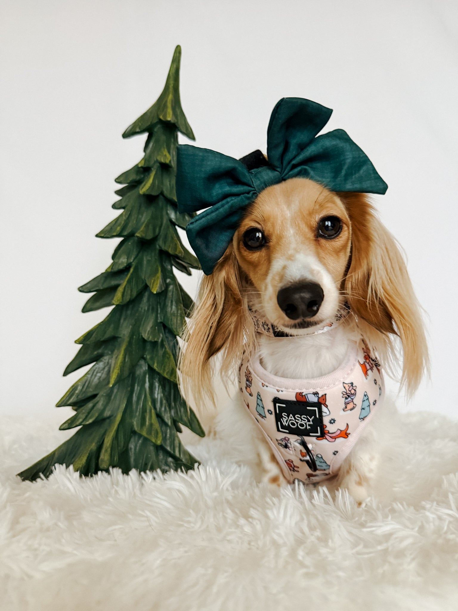INFLUENCER_CONTENT | @POPPINTHEDACHSHUND | COLLAR & HARNESS SIZE: S & XS