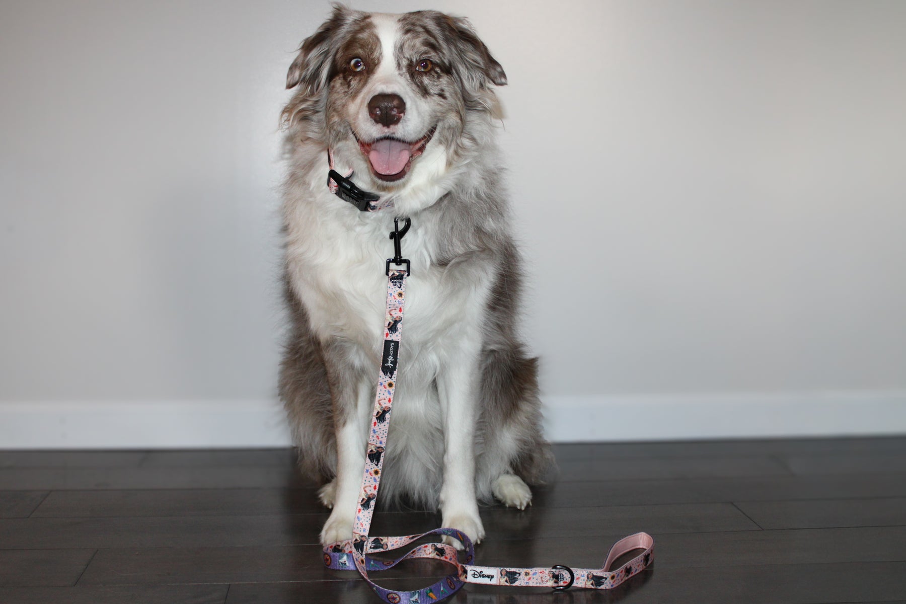 INFLUENCER_CONTENT | @MILATHEAUSSIEDOG | COLLAR SIZE: M