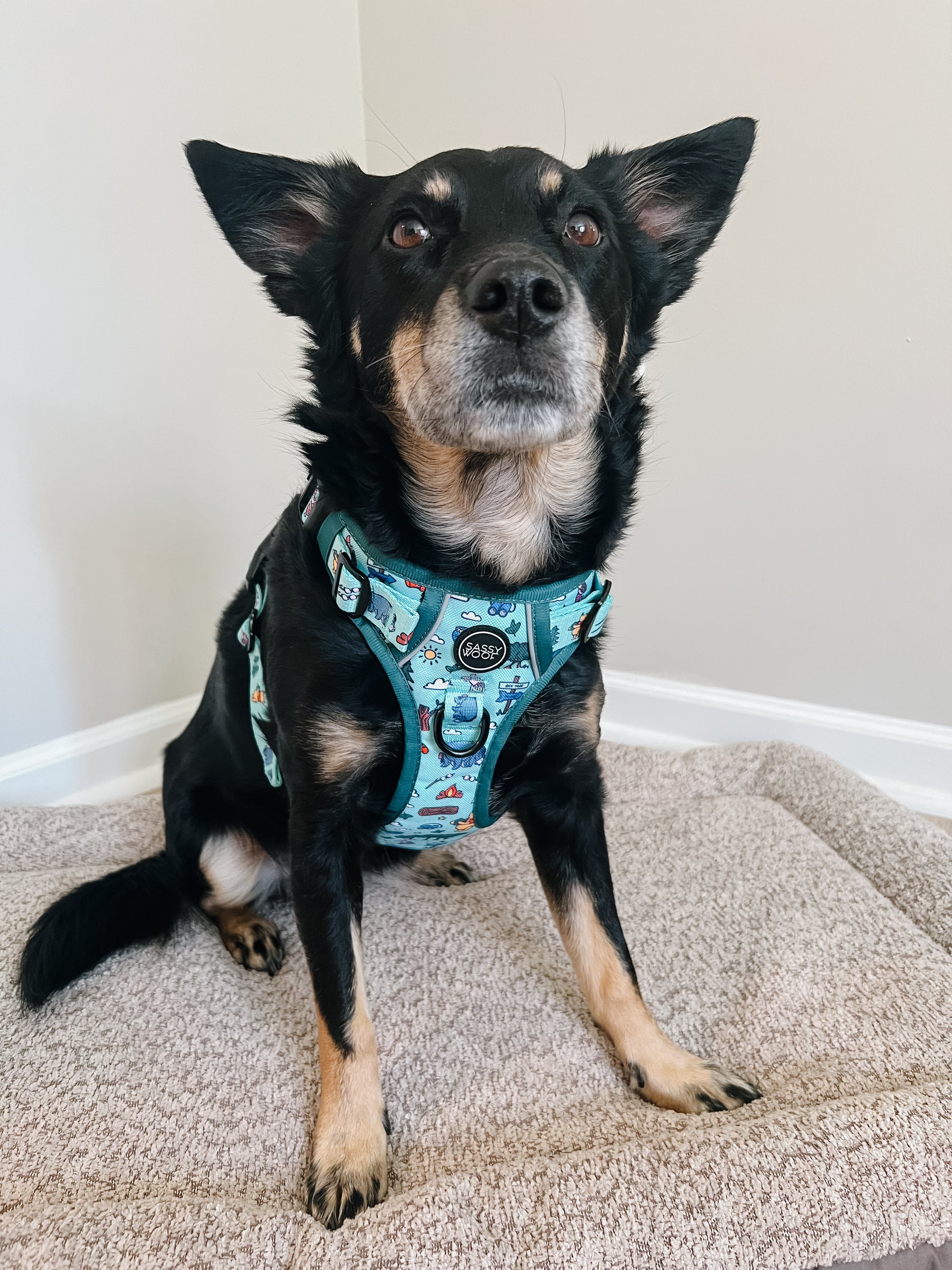 INFLUENCER_CONTENT | @CHAITOTHERESCUE | SIZE M