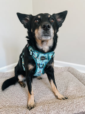 INFLUENCER_CONTENT | @CHAITOTHERESCUE | SIZE M