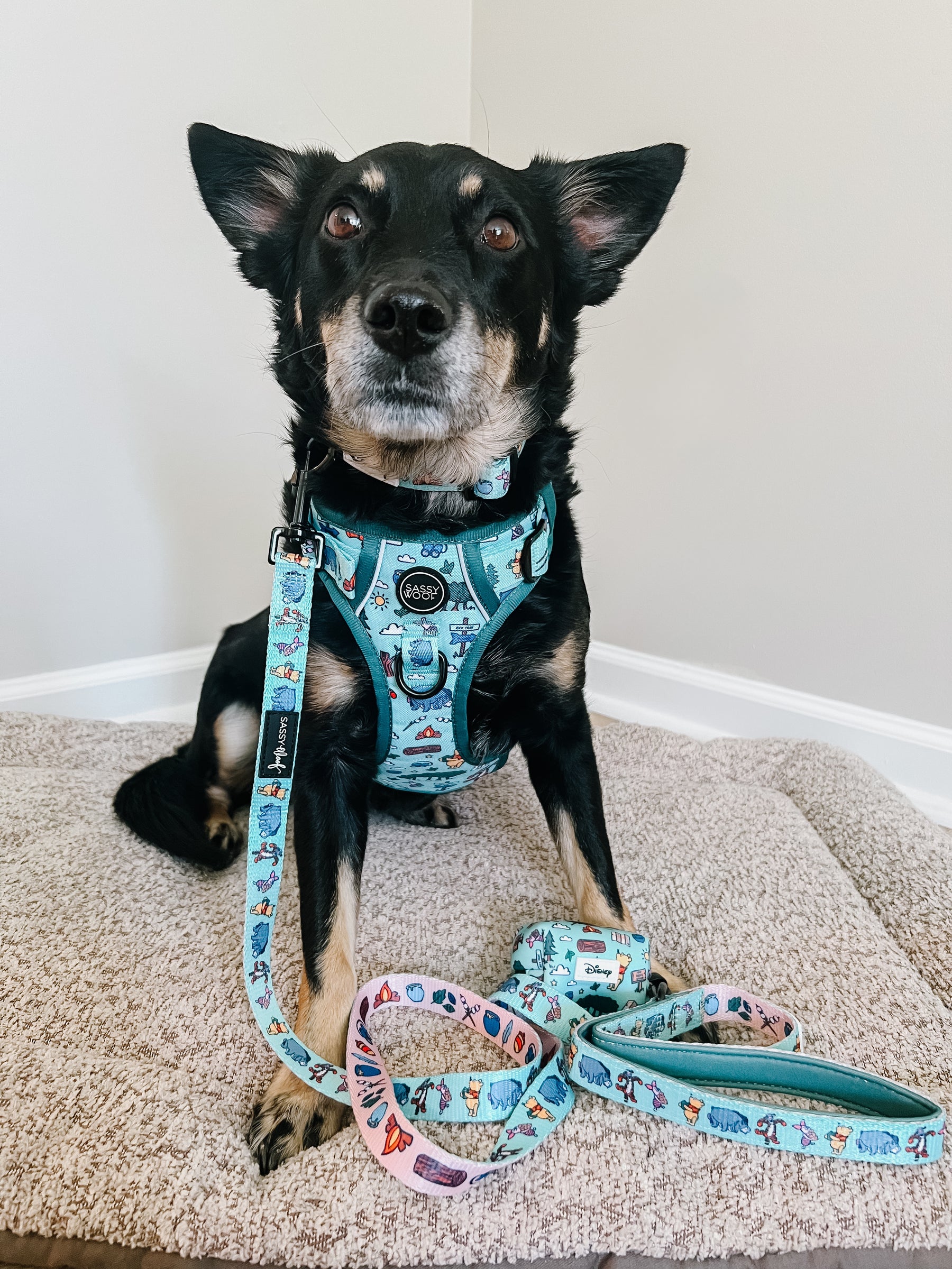 INFLUENCER_CONTENT | @CHAITOTHERESCUE | SIZE M & M