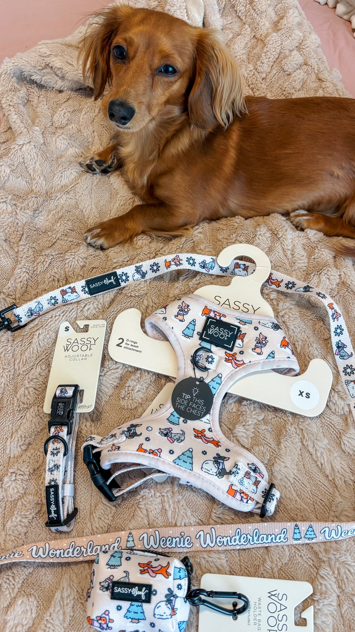 INFLUENCER_CONTENT | @MINIDOXFLAN | COLLAR & HARNESS SIZE: S & XS