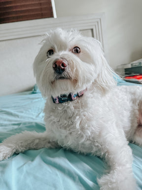 INFLUENCER_CONTENT | @CHLOE_THE_MALTIPOO22 | SIZE M