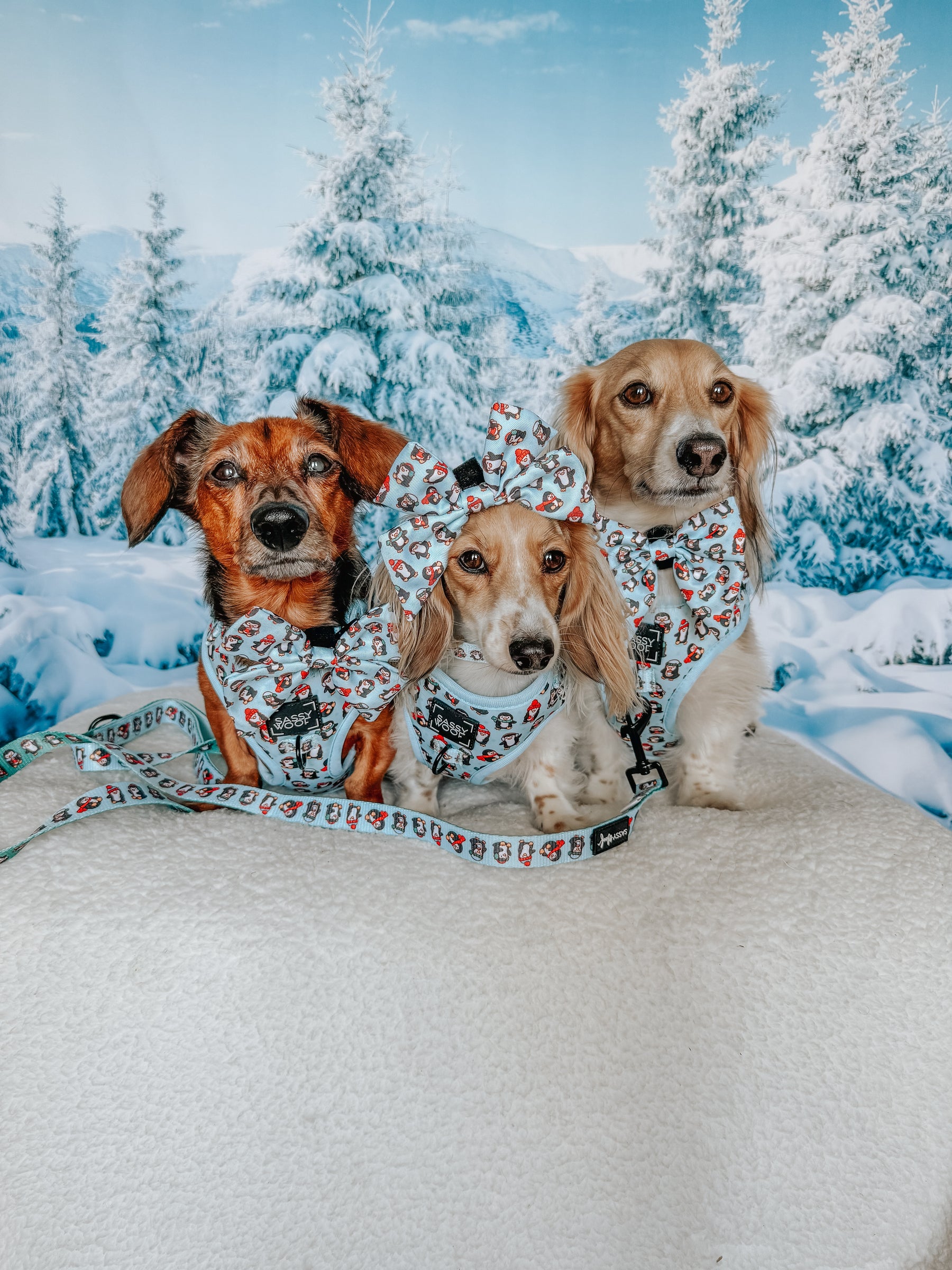 INFLUENCER_CONTENT | @POPPINTHEDACHSHUND