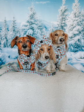 INFLUENCER_CONTENT | @POPPINTHEDACHSHUND