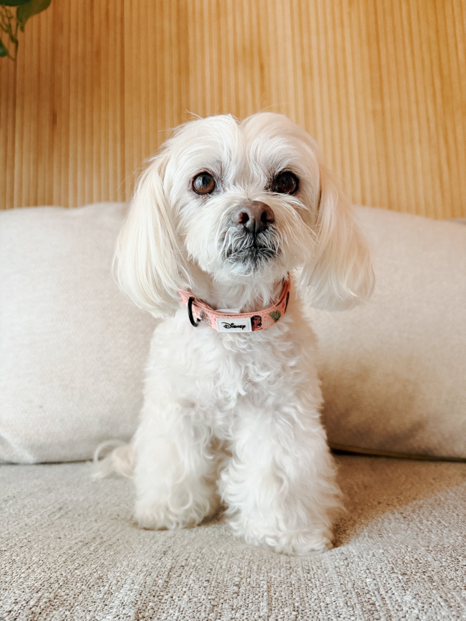 INFLUENCER_CONTENT | @MOCHI_THE_POO | COLLAR SIZE: SMALL
