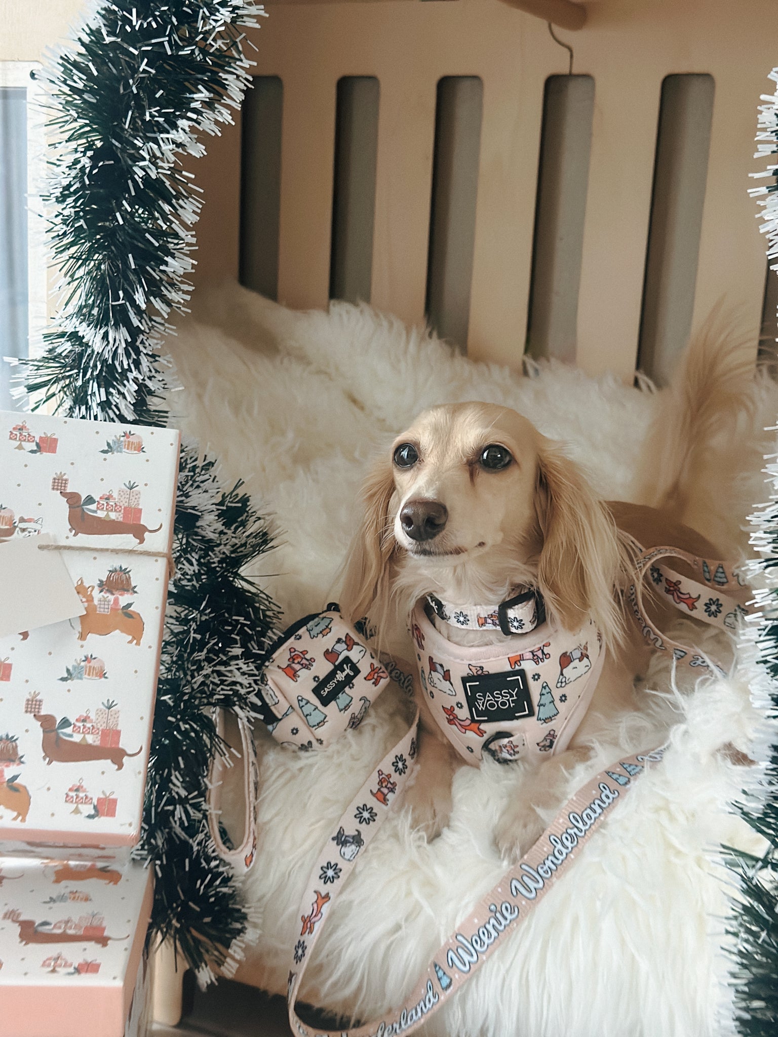 INFLUENCER_CONTENT | @COCO.AND.AVI | COLLAR & HARNESS SIZE: M