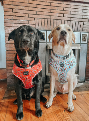 INFLUENCER_CONTENT | @THEOGPUPPERS | SIZE XL