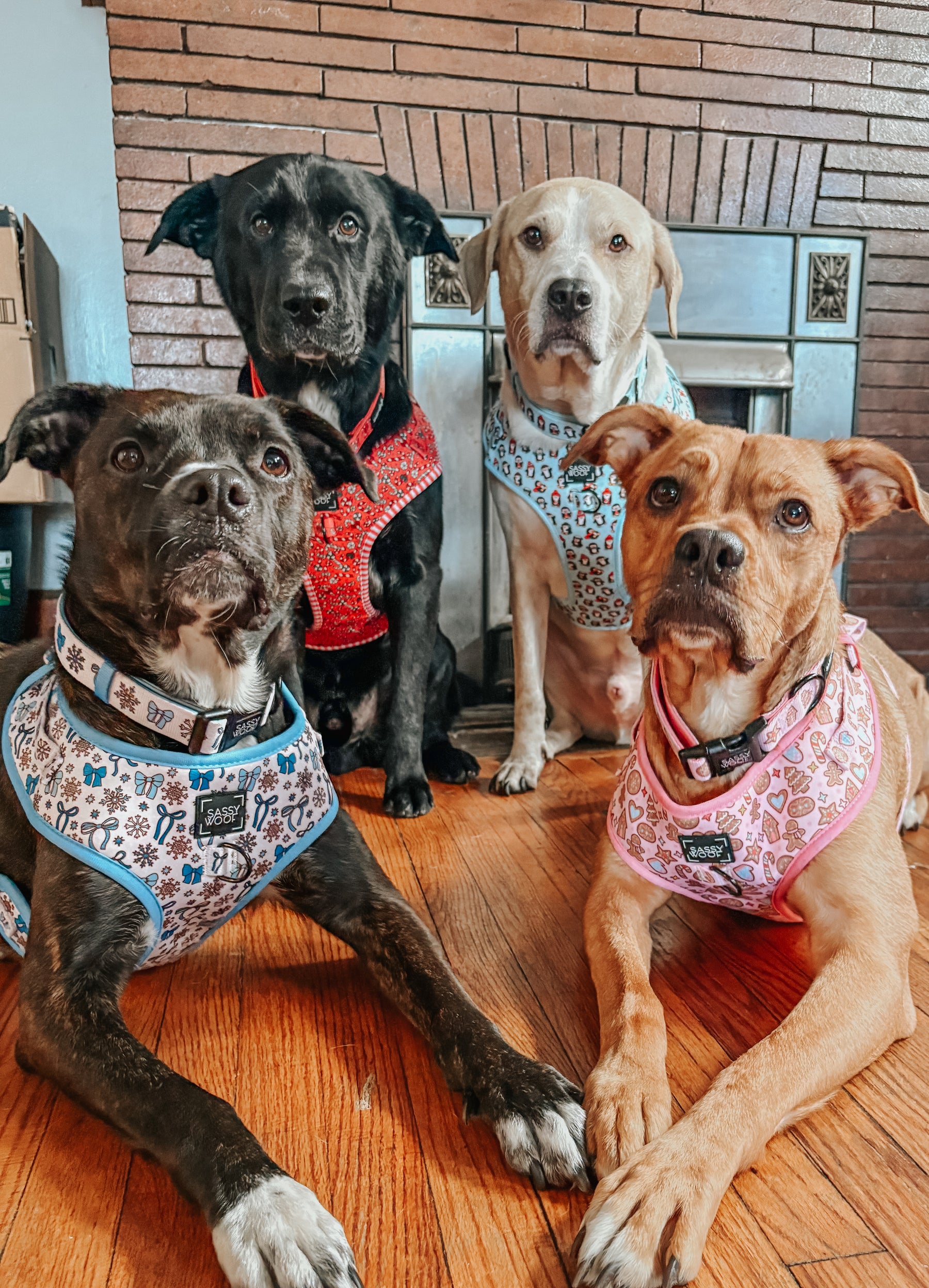 INFLUENCER_CONTENT | @THEOGPUPPERS | SIZE XL