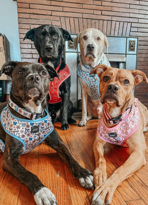 INFLUENCER_CONTENT | @THEOGPUPPERS | SIZE XL