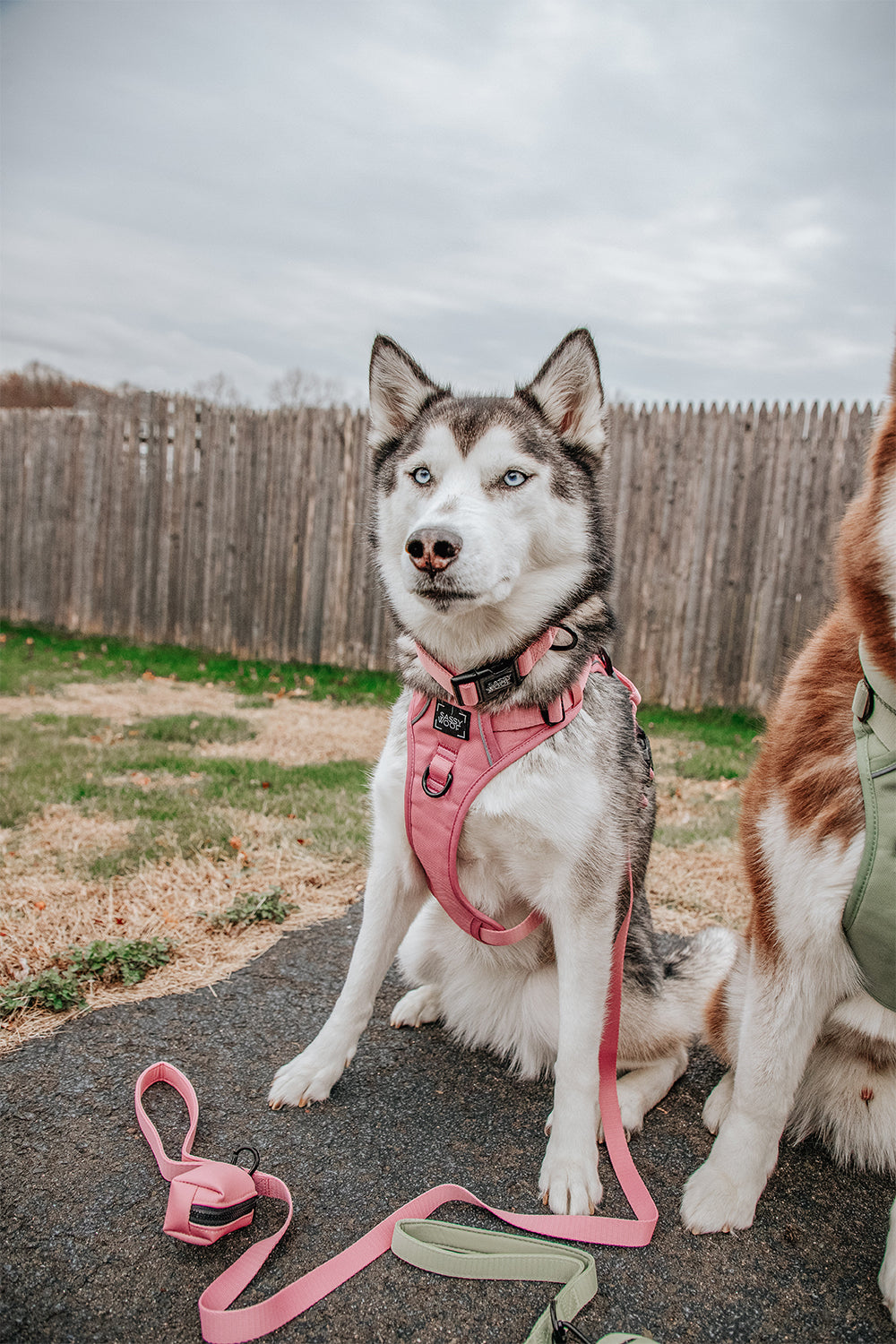 INFLUENCER_CONTENT | @LILLY_CLOVER_HUSKY