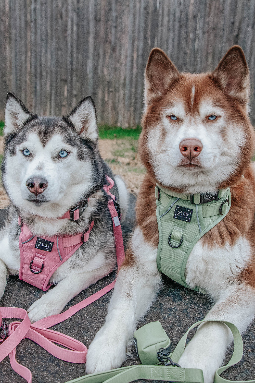 INFLUENCER_CONTENT | @LILLY_CLOVER_HUSKY