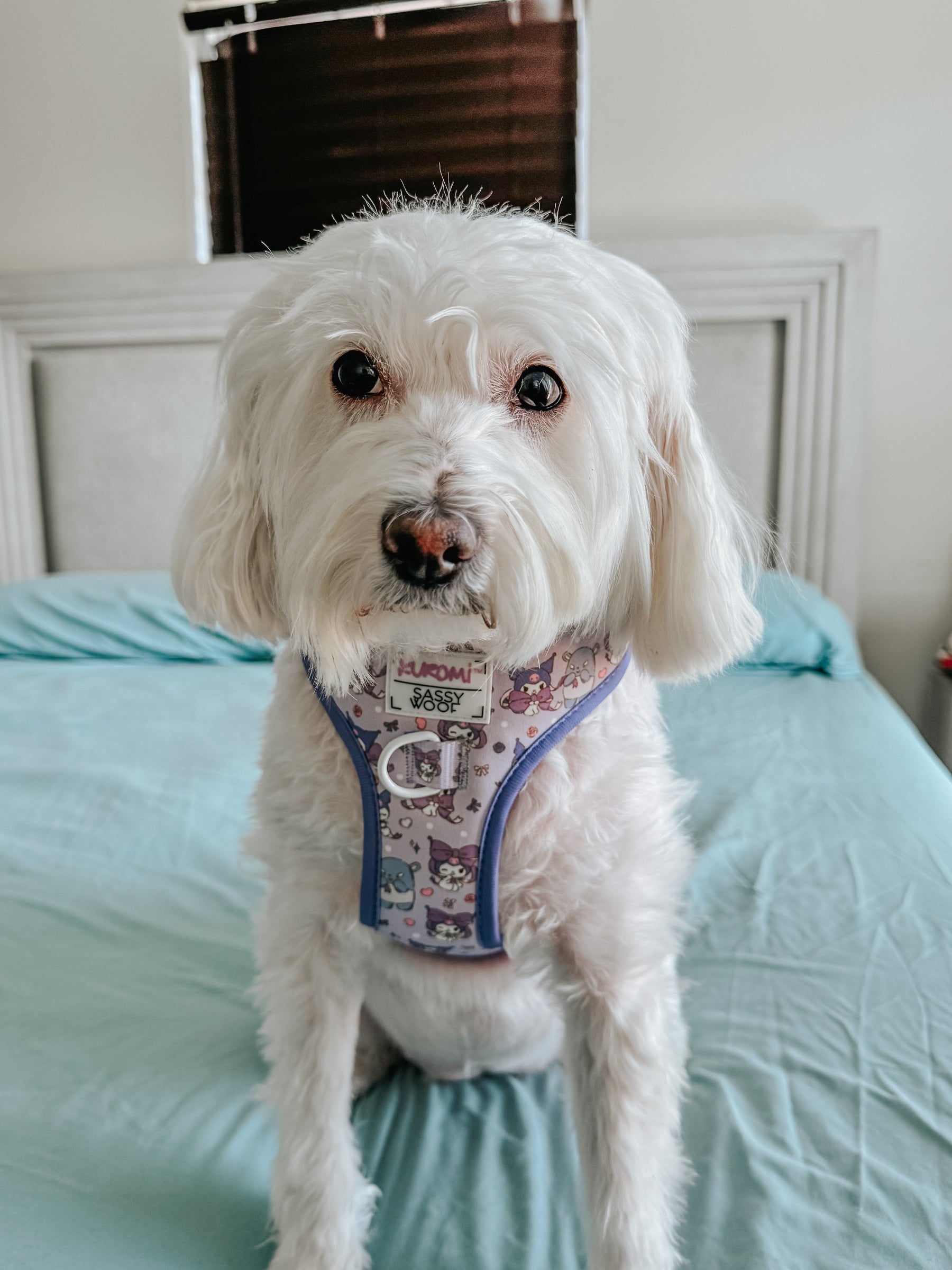 A small, fluffy white dog wearing the Sassy Woof Dog Four Piece Bundle - Kuromi™ sits on a bed with light blue sheets, looking curiously at the camera. The colorful harness features fun Kuromi cartoon designs.
