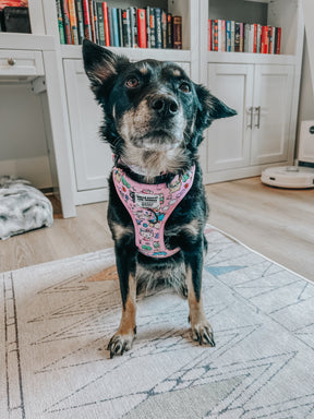 INFLUENCER_CONTENT | @CHAITOTHERESCUE | SIZE M