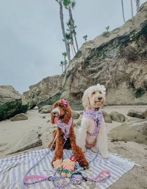 INFLUENCER_CONTENT | @LUCYLU_PAWSITIVEPUP | SIZE M,L