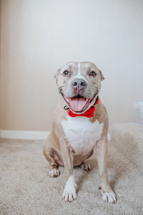 INFLUENCER_CONTENT | @INDIE.PITTIE