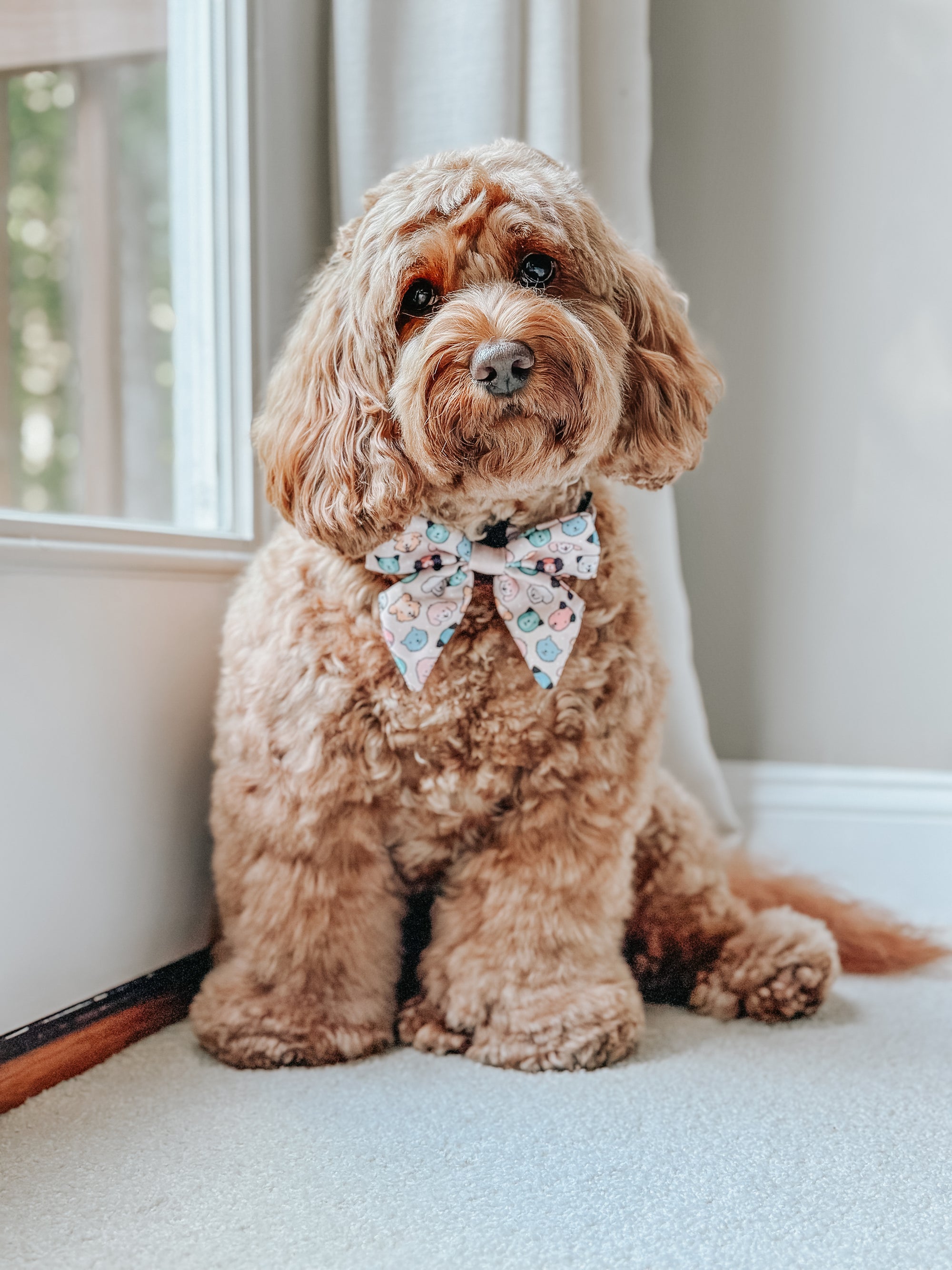 INFLUENCER_CONTENT | @INDY.THECOCKAPOO