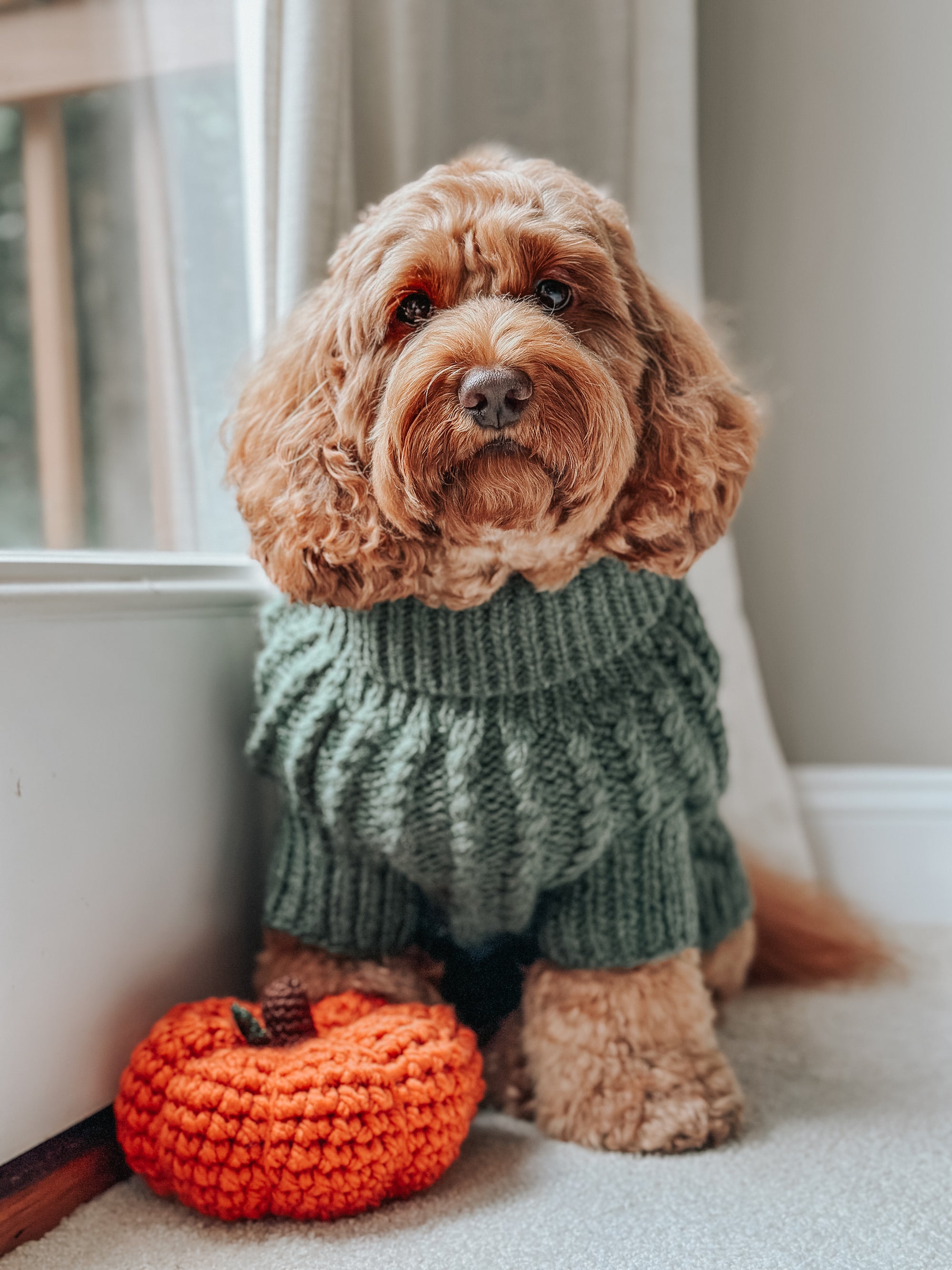 INFLUENCER_CONTENT | @INDY.THECOCKAPOO | SIZE XL