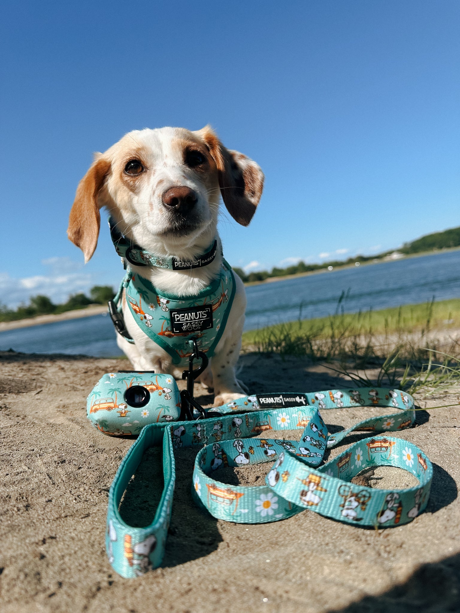 INFLUENCER_CONTENT | @ADVENTURESOFAUTUMNDOG | COLLAR SIZE: S & HARNESS SIZE: XS