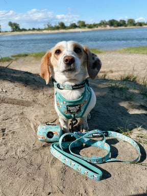 INFLUENCER_CONTENT | @ADVENTURESOFAUTUMNDOG | COLLAR SIZE: S & HARNESS SIZE: XS