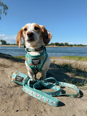 INFLUENCER_CONTENT | @ADVENTURESOFAUTUMNDOG | COLLAR SIZE: S & HARNESS SIZE: XS