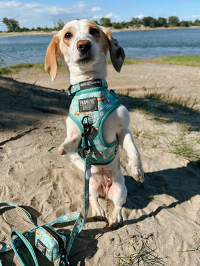 INFLUENCER_CONTENT | @ADVENTURESOFAUTUMNDOG | COLLAR SIZE: S & HARNESS SIZE: XS