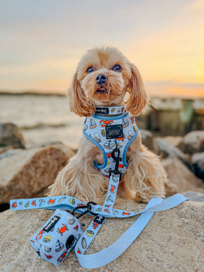 INFLUENCER_CONTENT | @ANDY.THEYORKIE | SIZE XS