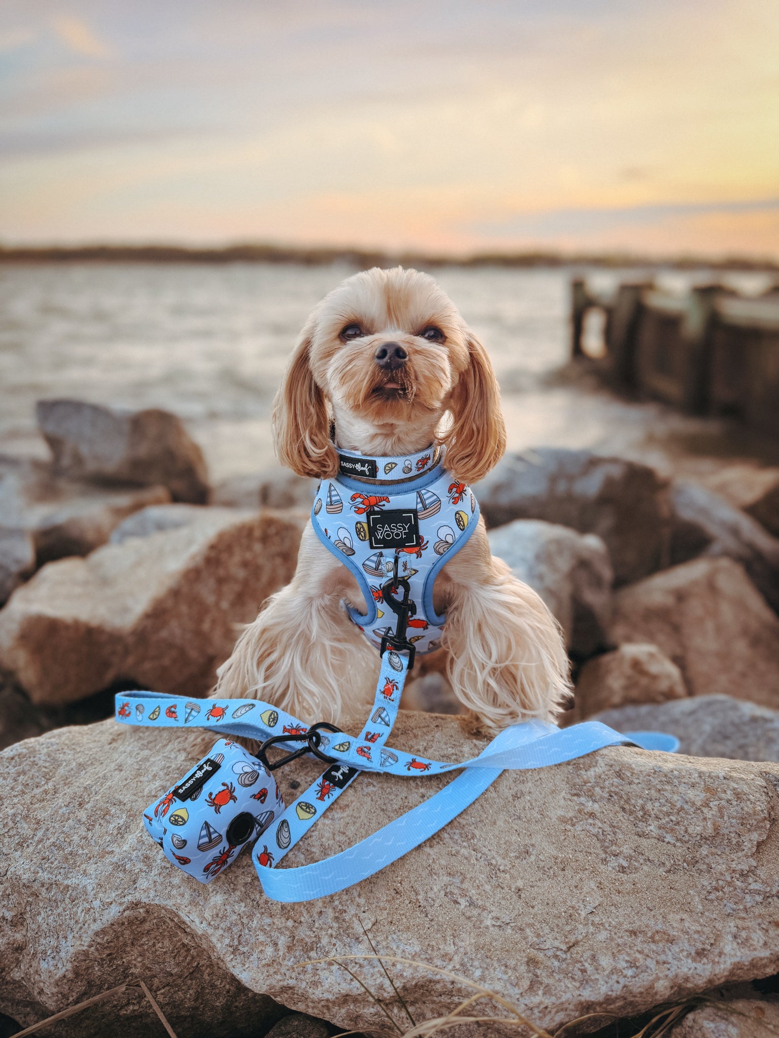 INFLUENCER_CONTENT | @ANDY.THEYORKIE | SIZE XS