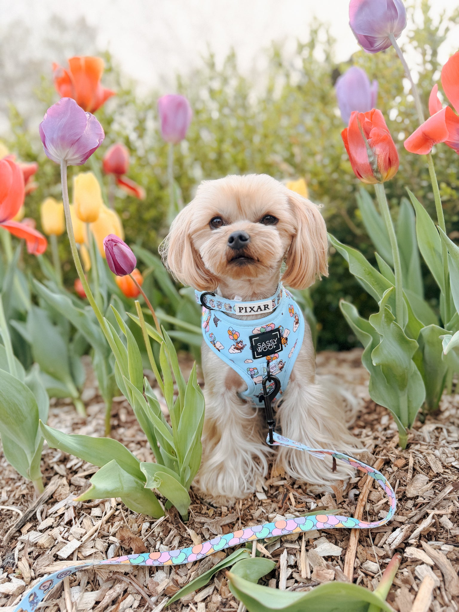 INFLUENCER_CONTENT | @ANDYTHEYORKIE | SIZE XS