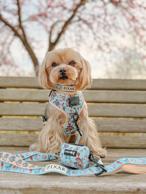 INFLUENCER_CONTENT | @ANDYTHEYORKIE | SIZE XS