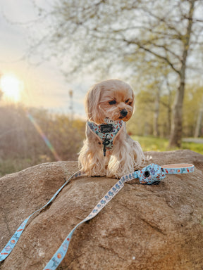 INFLUENCER_CONTENT | @ANDYTHEYORKIE | SIZE XS