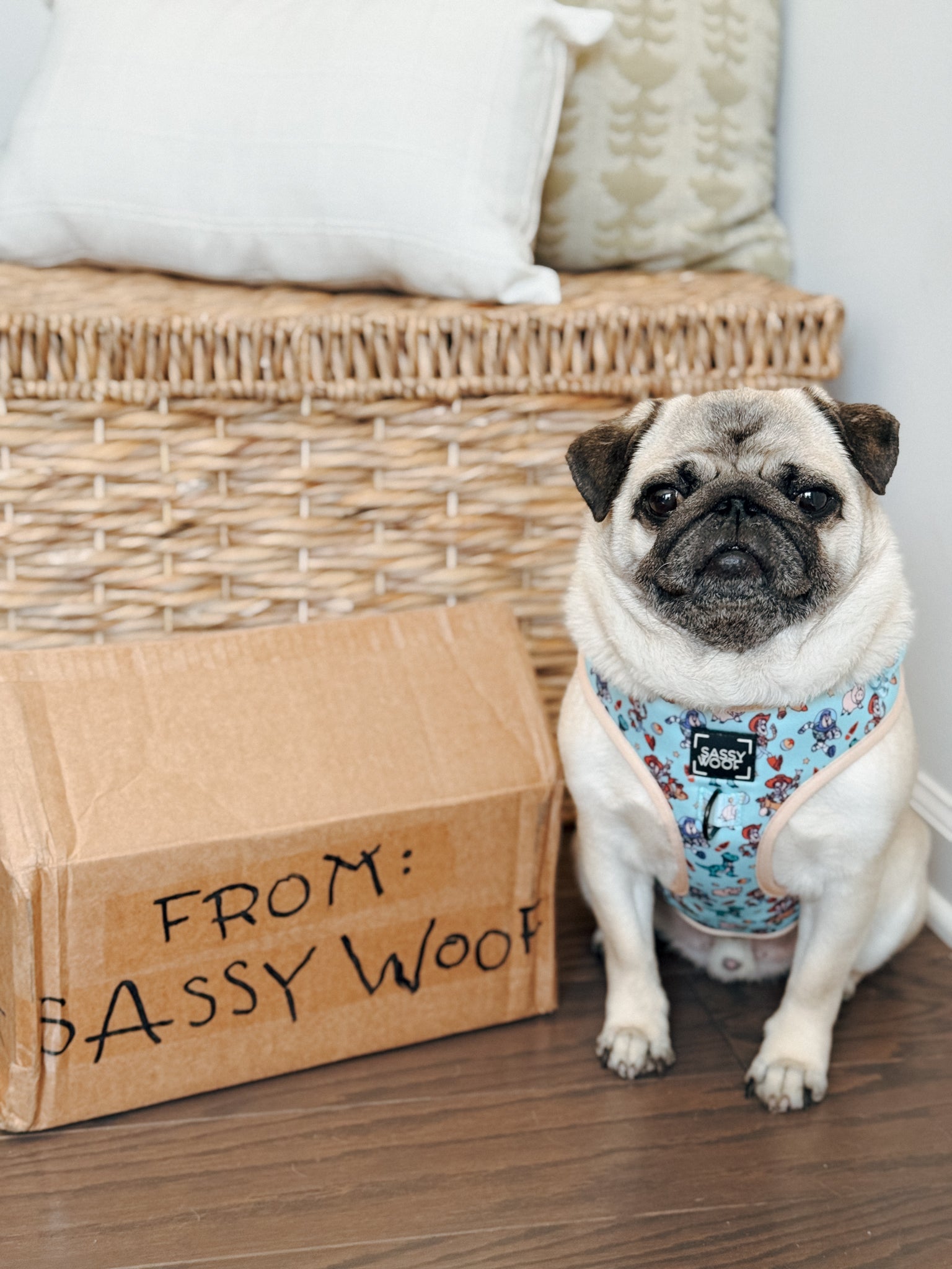 INFLUENCER_CONTENT | @ATOASTYPUG | SIZE M
