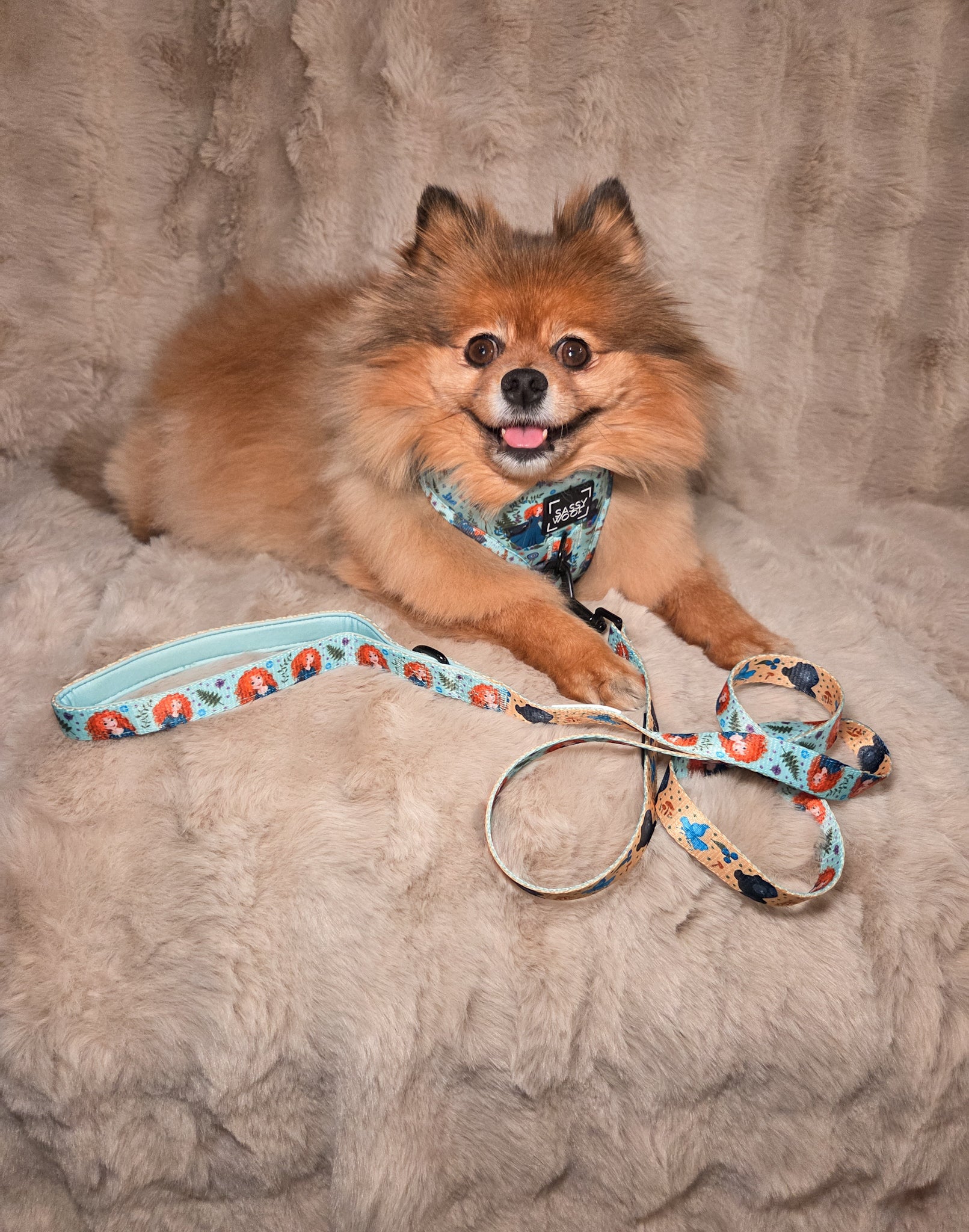 INFLUENCER_CONTENT | @BELLA.BEAR.POM | HARNESS SIZE: S