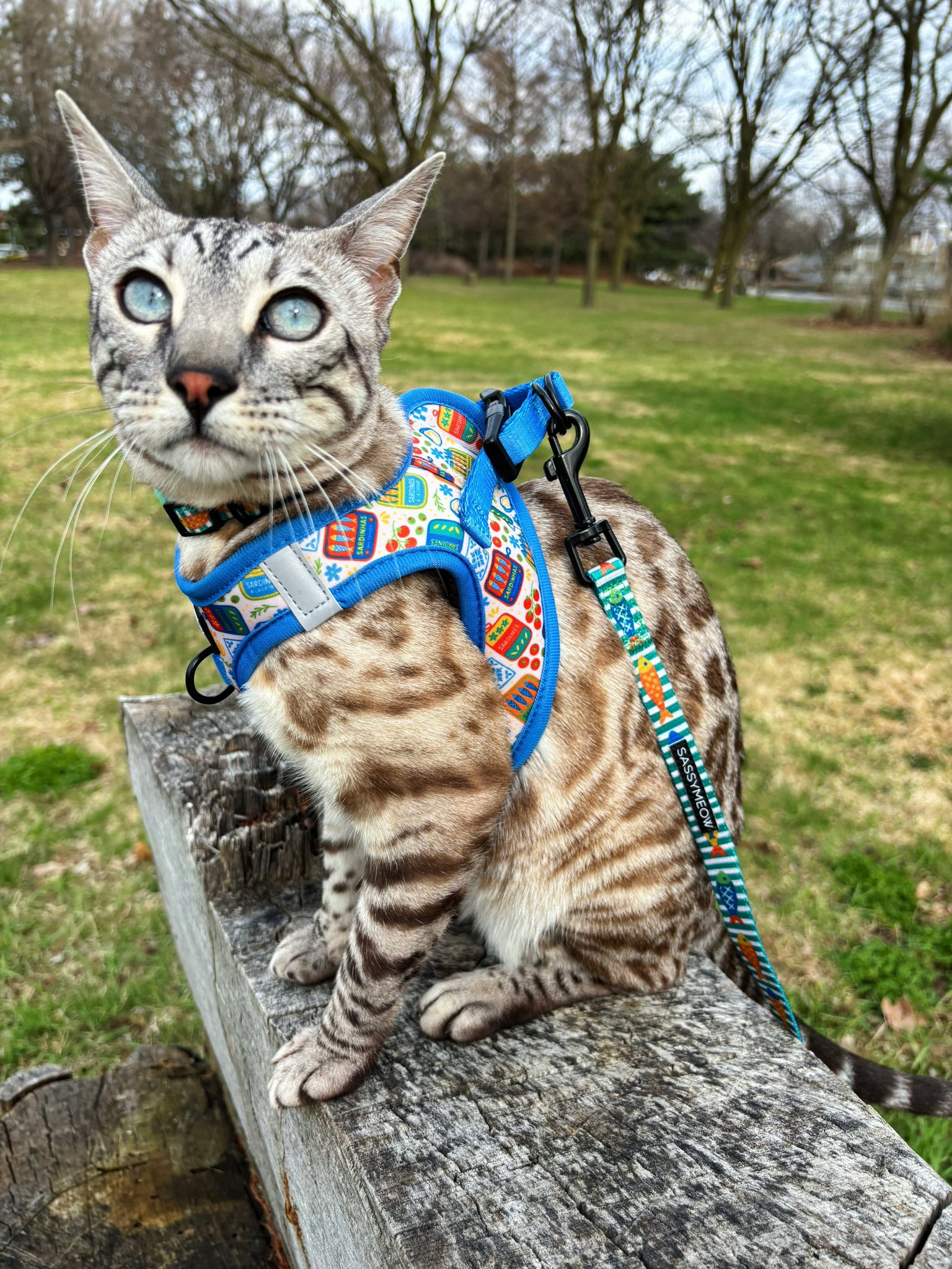 INFLUENCER_CONTENT | @BENGAL.KITTY.KORRA | SIZE S