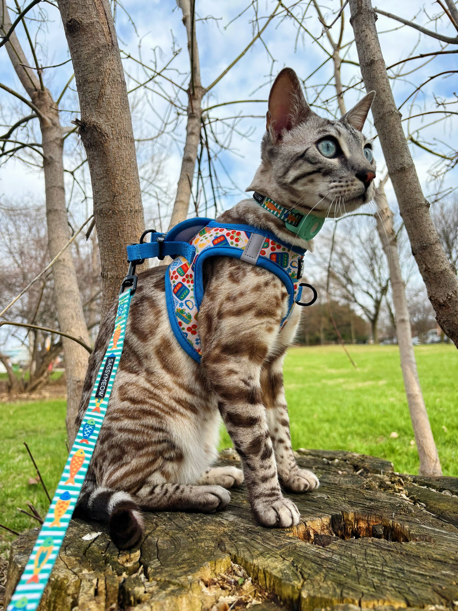 INFLUENCER_CONTENT | @BENGAL.KITTY.KORRA | SIZE S
