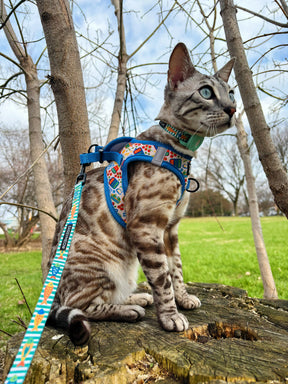 INFLUENCER_CONTENT | @BENGAL.KITTY.KORRA | SIZE S