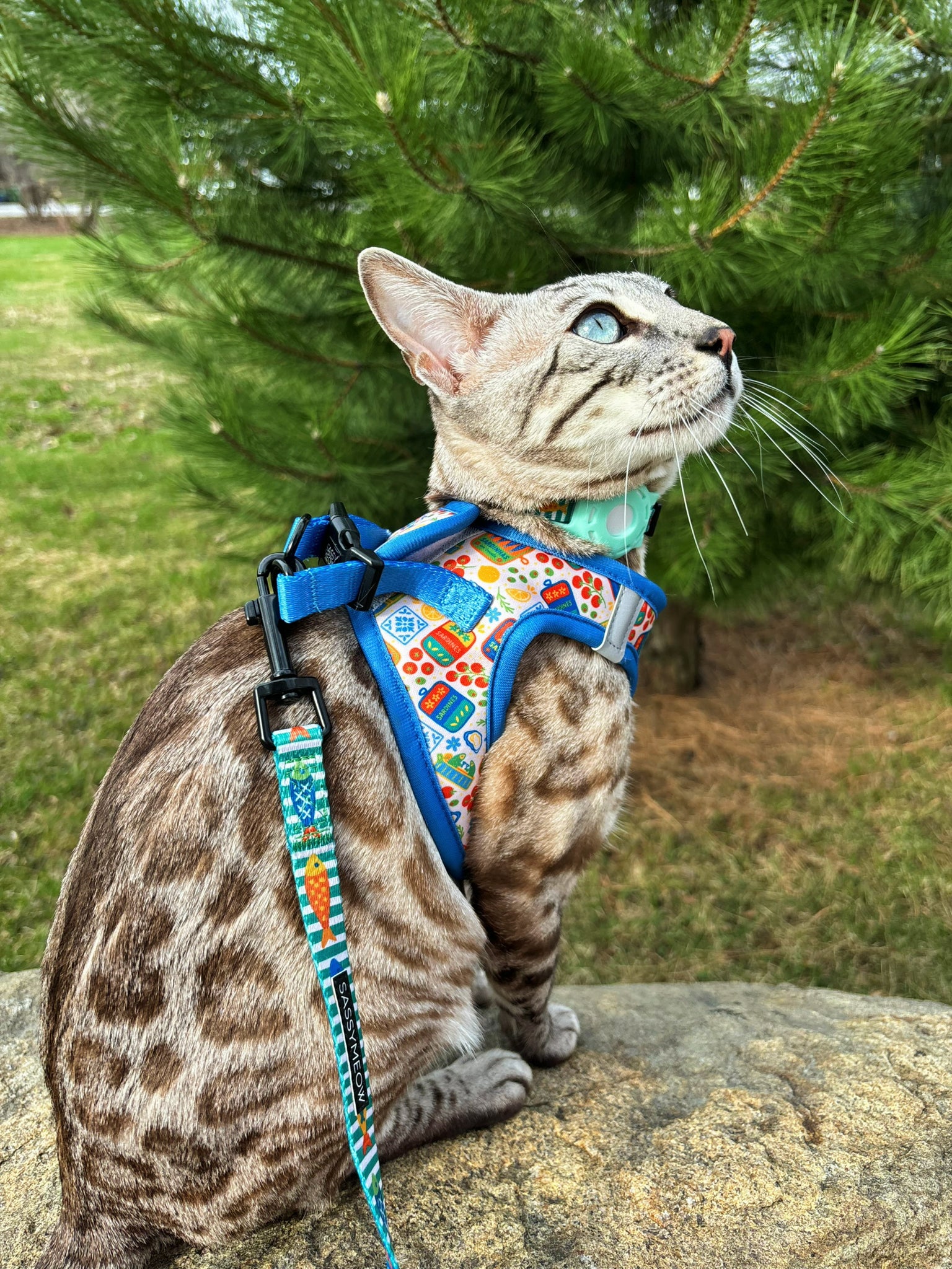 INFLUENCER_CONTENT | @BENGAL.KITTY.KORRA | SIZE S