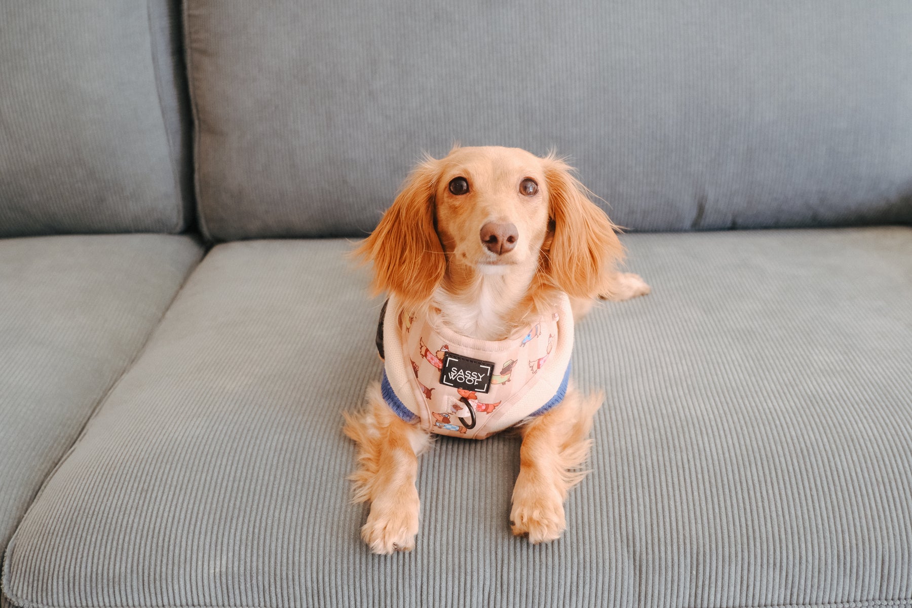 INFLUENCER_CONTENT | @BROOKIETHEBRATXIE | HARNESS SIZE: XS