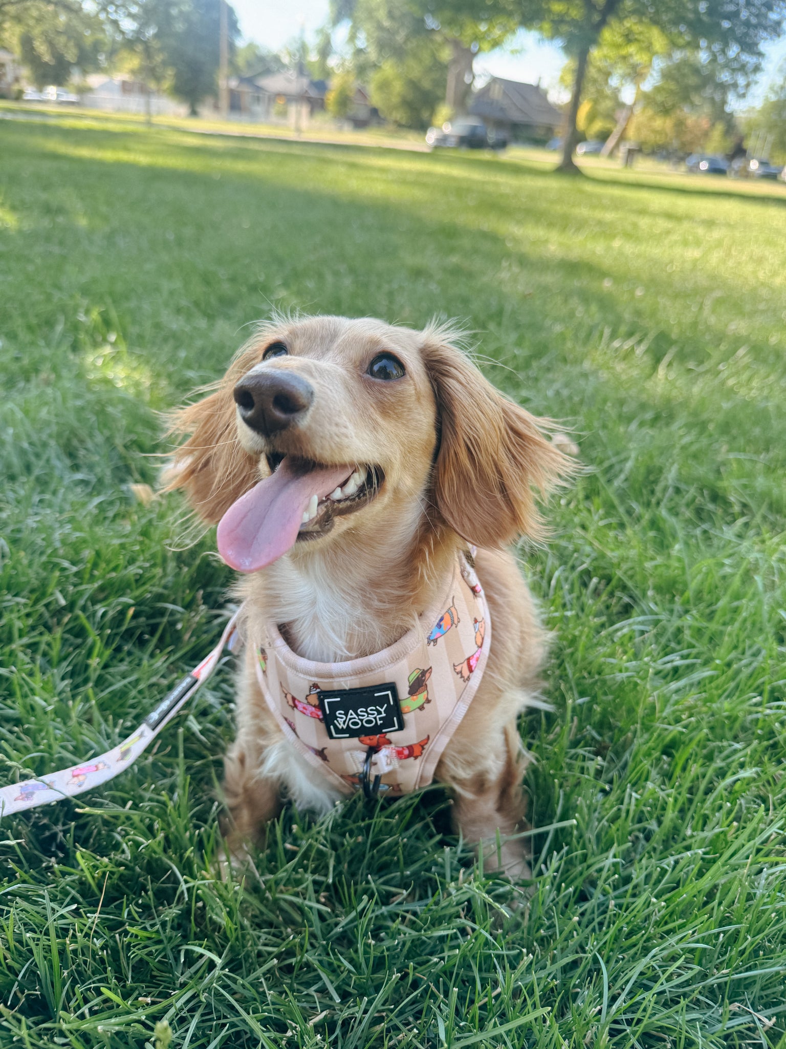 INFLUENCER_CONTENT | @BROOKIETHEBRATXIE | HARNESS SIZE: XS