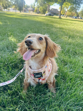 INFLUENCER_CONTENT | @BROOKIETHEBRATXIE | HARNESS SIZE: XS