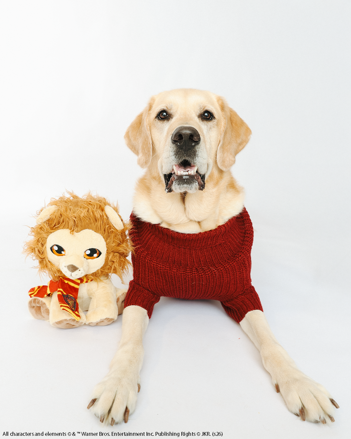 A yellow Labrador dog is lying on a white background, wearing the Sassy Woof Pet Cable Knit Sweater - Harry Potter™ Gryffindor in vibrant red, next to a plush toy lion with a ribbon around its neck.