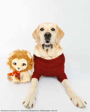 A yellow Labrador dog is lying on a white background, wearing the Sassy Woof Pet Cable Knit Sweater - Harry Potter™ Gryffindor in vibrant red, next to a plush toy lion with a ribbon around its neck.