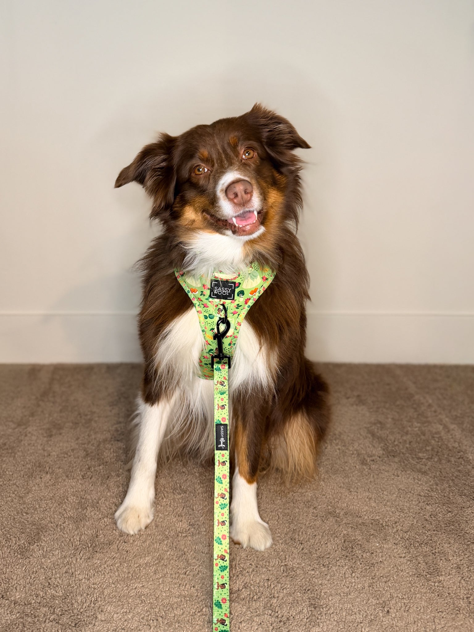 A brown and white dog with a fluffy tail sits on a carpet, wearing the Sassy Woof Dog Adjustable Harness – Disney's Tiana and a matching leash, looking at the camera with its mouth slightly open.