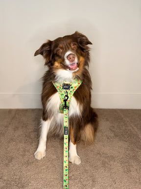 A brown and white dog with a fluffy tail sits on a carpet, wearing the Sassy Woof Dog Adjustable Harness – Disney's Tiana and a matching leash, looking at the camera with its mouth slightly open.