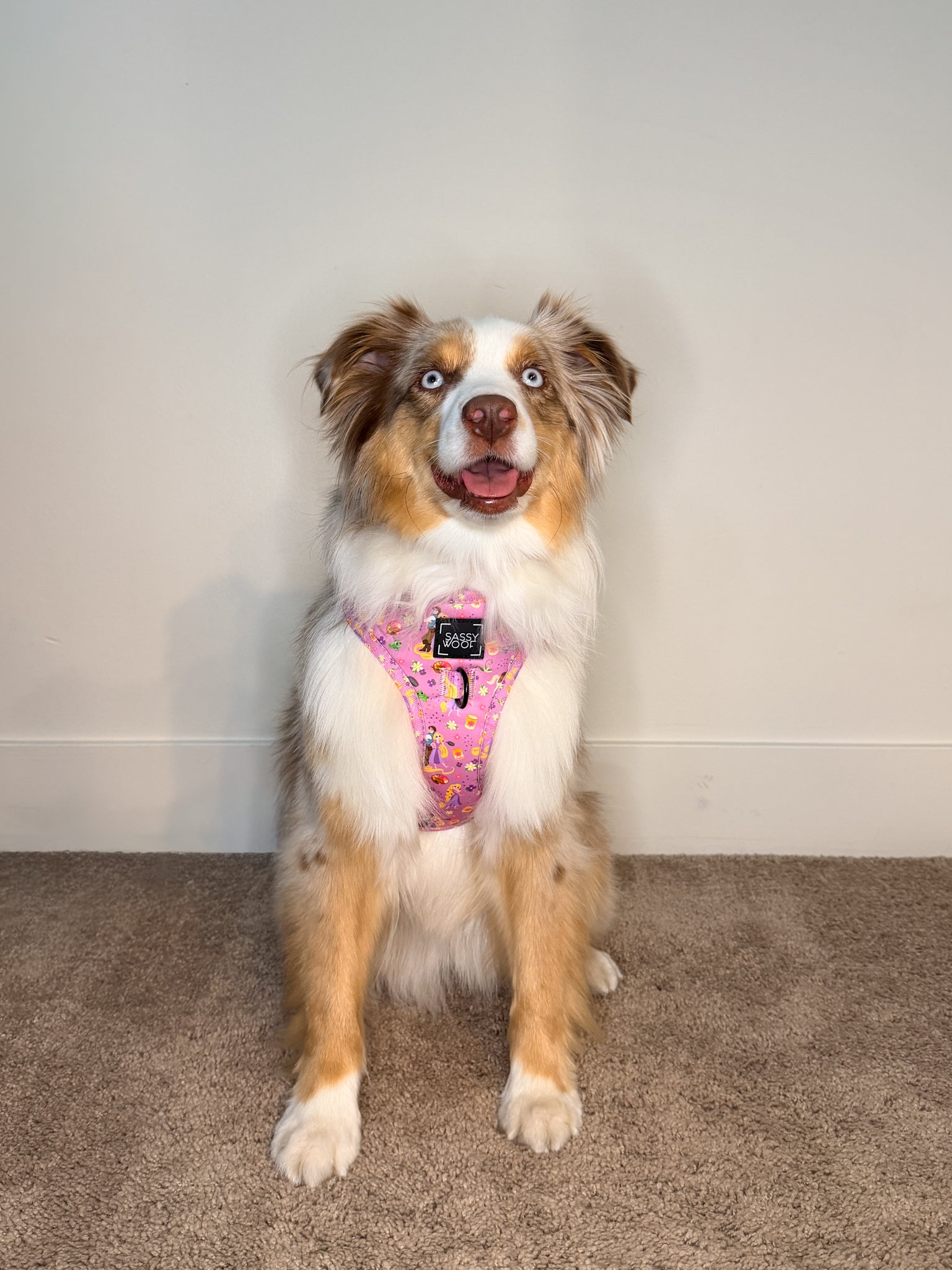 INFLUENCER_CONTENT | @CAVAKISSES | COLLAR & HARNESS SIZE: M