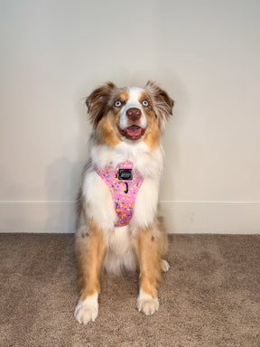 INFLUENCER_CONTENT | @CAVAKISSES | COLLAR & HARNESS SIZE: M
