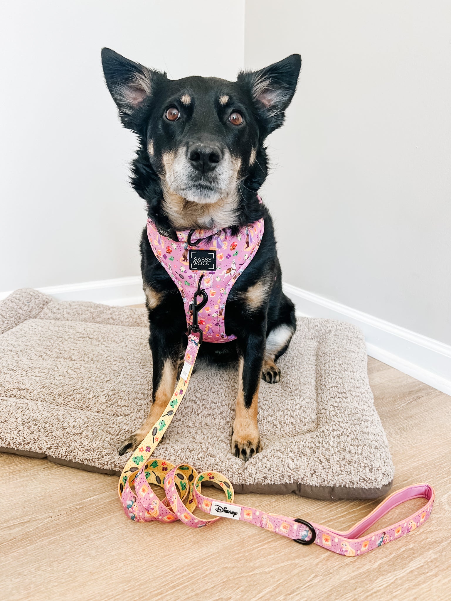 INFLUENCER_CONTENT | @CHAITOTHERESCUE | COLLAR SIZE: M & HARNESS SIZE: L
