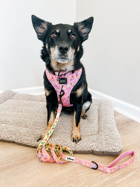 INFLUENCER_CONTENT | @CHAITOTHERESCUE | COLLAR SIZE: M & HARNESS SIZE: L