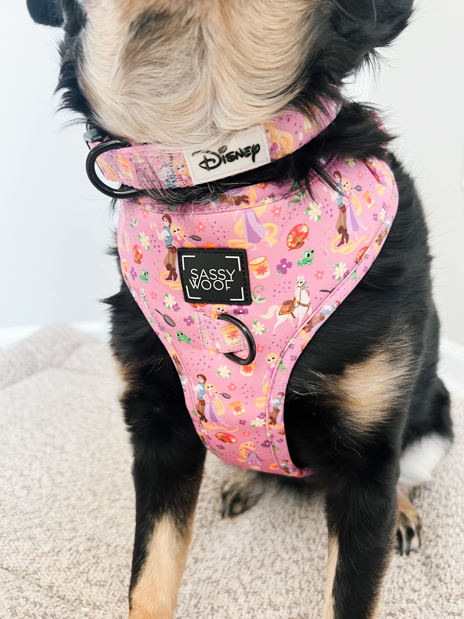 INFLUENCER_CONTENT | @CHAITOTHERESCUE | COLLAR SIZE: M & HARNESS SIZE: L