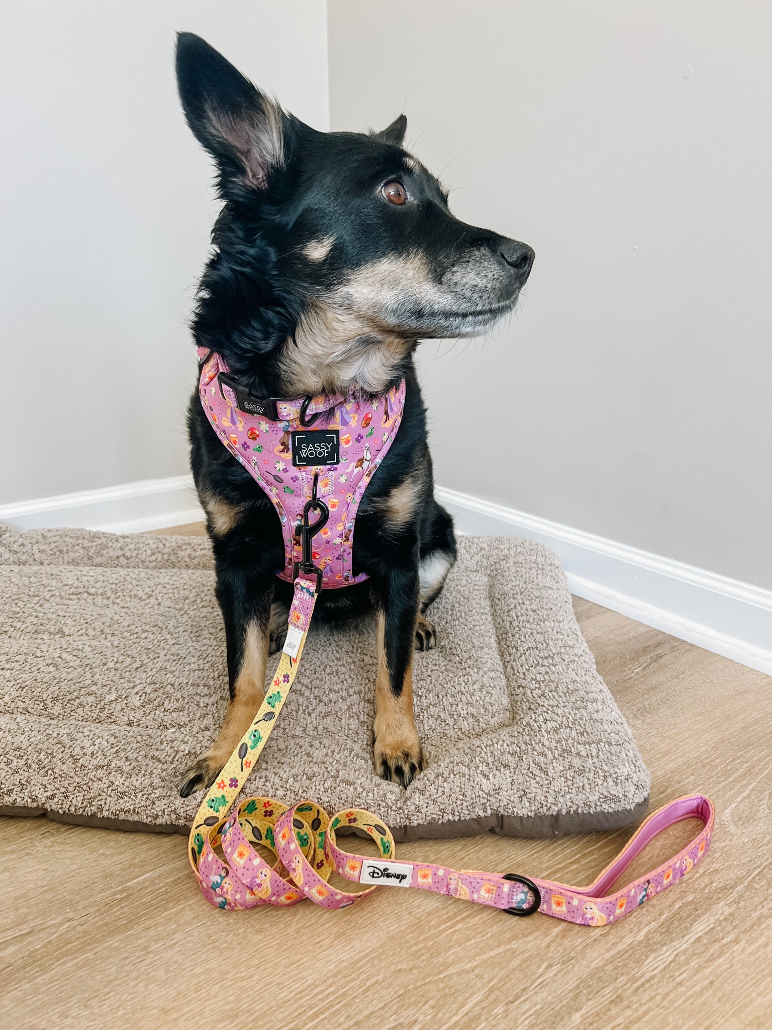 INFLUENCER_CONTENT | @CHAITOTHERESCUE | COLLAR SIZE: M & HARNESS SIZE: L